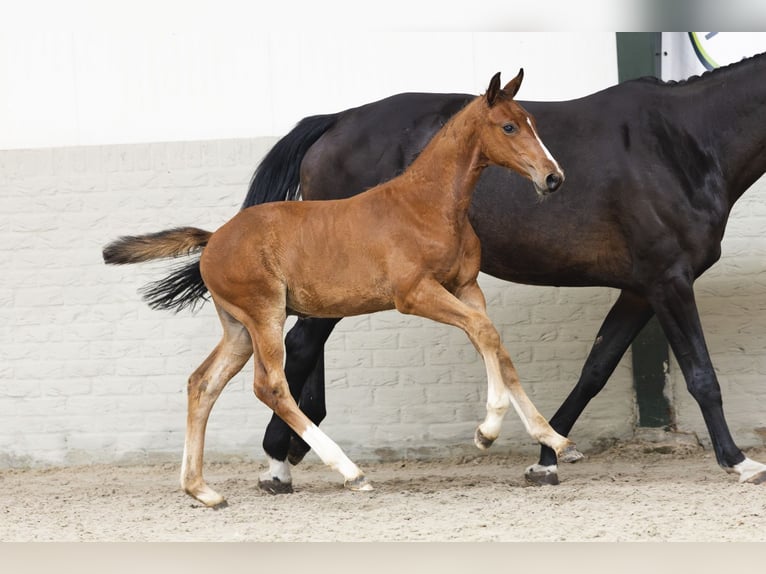 Zangersheider Étalon Poulain (05/2025) in Heerde