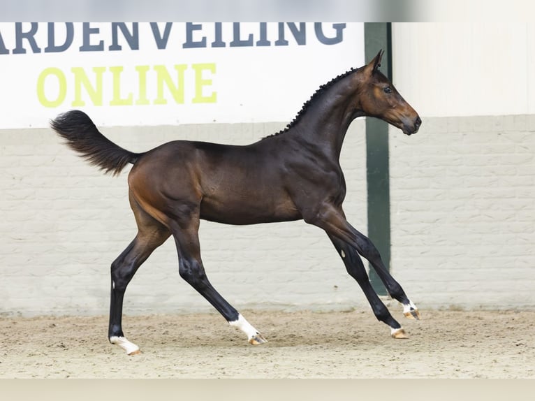 Zangersheider Étalon Poulain (03/2025) in Heerde