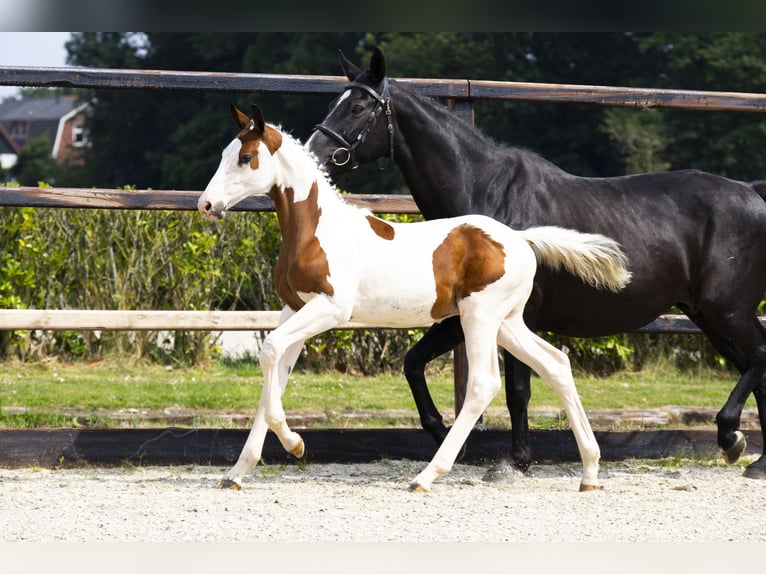 Zangersheider Étalon Poulain (04/2025) in Waddinxveen