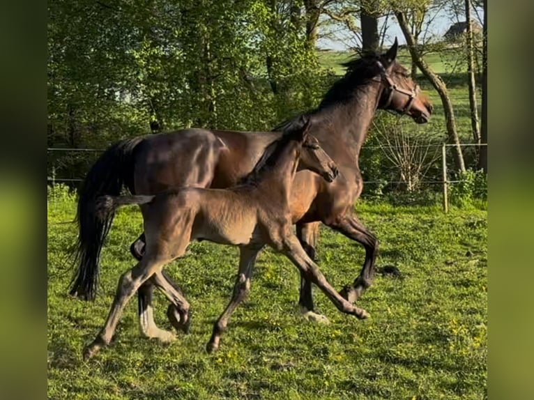 Zangersheider Étalon  Gris in Hofgeismar