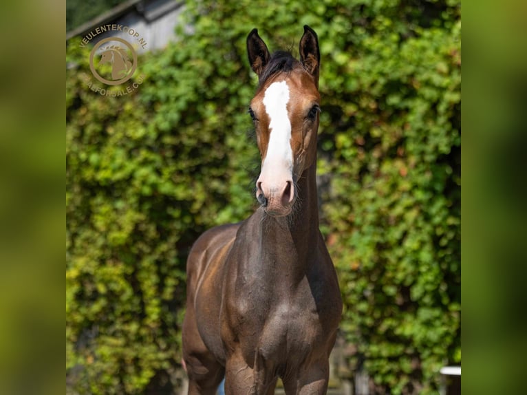 Zangersheider Étalon Poulain (05/2024) Gris in Kring van Dorth