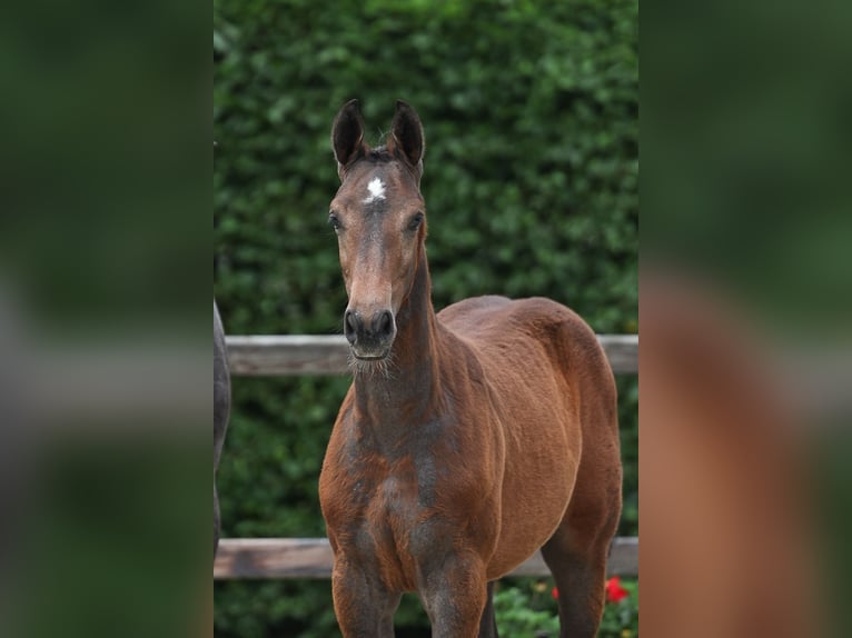 Zangersheider Étalon Poulain (03/2026) Gris in Lindern (Oldenburg)
