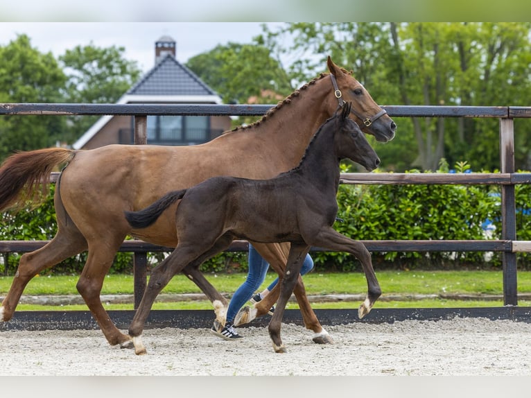 Zangersheider Étalon Poulain (04/2026) Noir in Waddinxveen