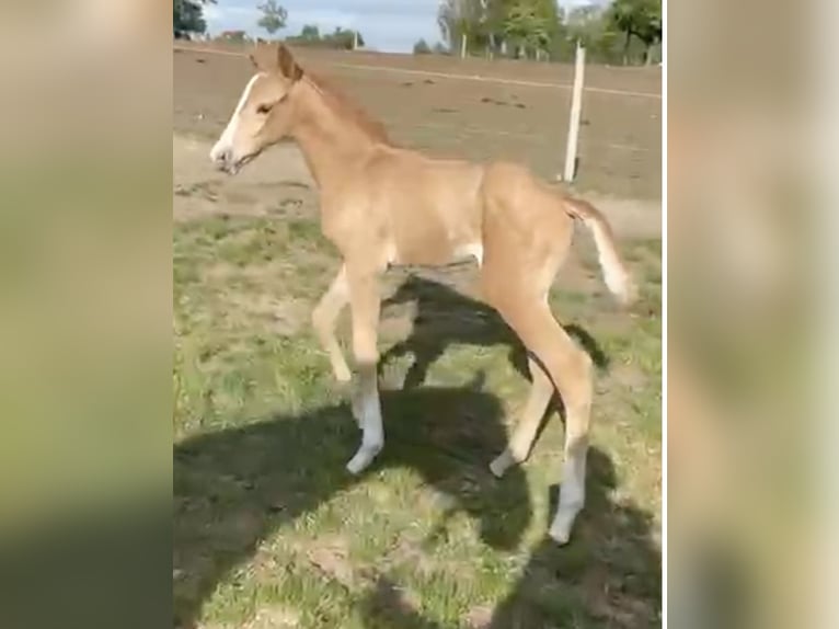 Zangersheider Étalon Poulain (05/2026) Palomino in Świetakowo