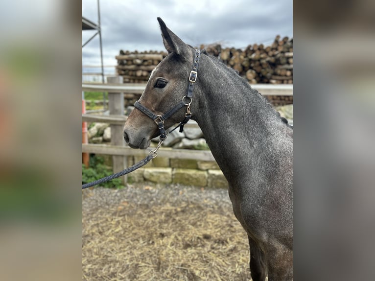 Zangersheider Étalon Poulain (05/2024) Peut devenir gris in Landau an der Isar