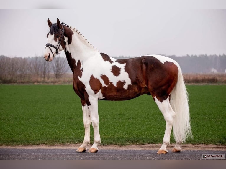 Zangersheider Étalon Poulain (05/2025) Pinto in Mokrzyska