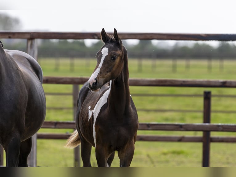 Zangersheider Étalon Poulain (04/2025) Pinto in Waddinxveen