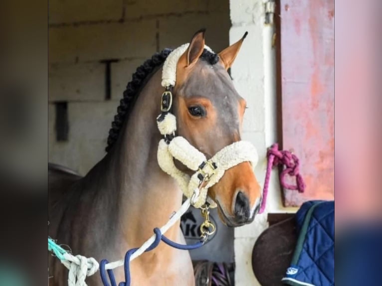 Zangersheider Gelding 10 years 14.2 hh Brown in Grenoble