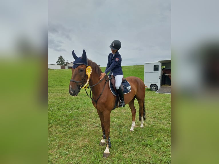 Zangersheider Gelding 10 years 15,3 hh Chestnut-Red in Neuental