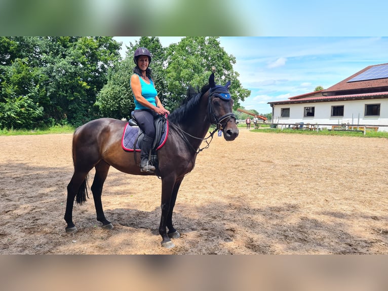 Zangersheider Gelding 10 years 16,1 hh Bay-Dark in Neuburg an der Donau