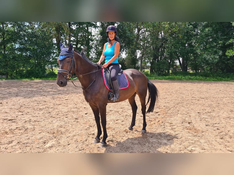 Zangersheider Gelding 10 years 16,1 hh Bay-Dark in Neuburg an der Donau