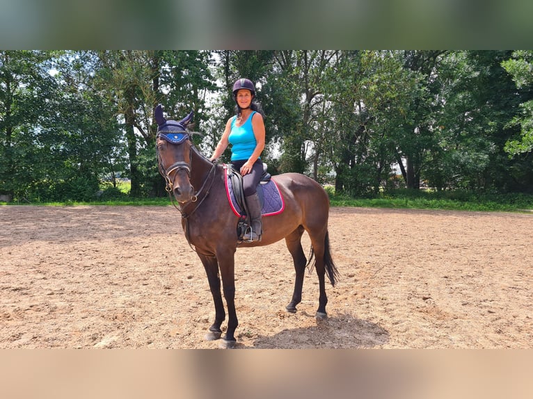 Zangersheider Gelding 10 years 16,1 hh Bay-Dark in Neuburg an der Donau