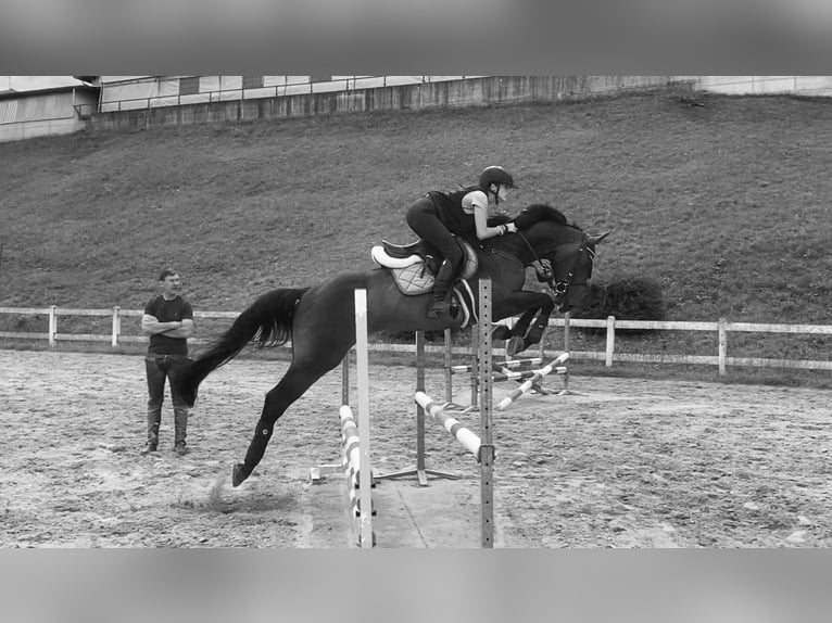 Zangersheider Gelding 10 years 16.1 hh Bay-Dark in Invorio