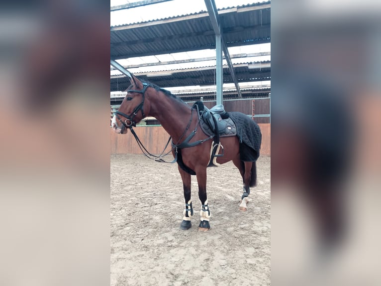 Zangersheider Gelding 10 years 16.1 hh Brown in Barßel
