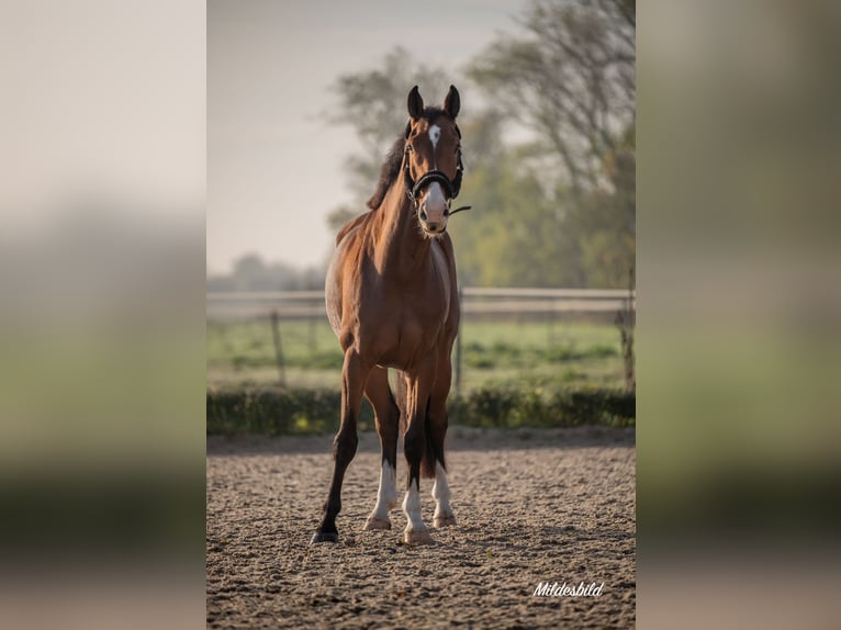 Zangersheider Gelding 10 years 16.1 hh Brown in Barßel