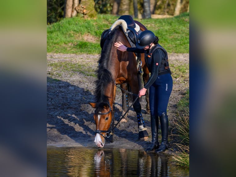 Zangersheider Gelding 10 years 16.1 hh Brown in Barßel