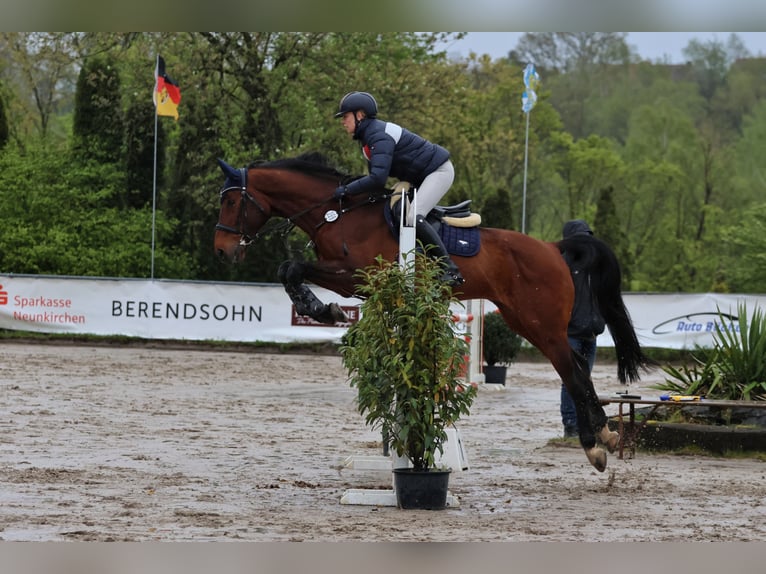 Zangersheider Gelding 10 years 16,1 hh Brown in Ensch