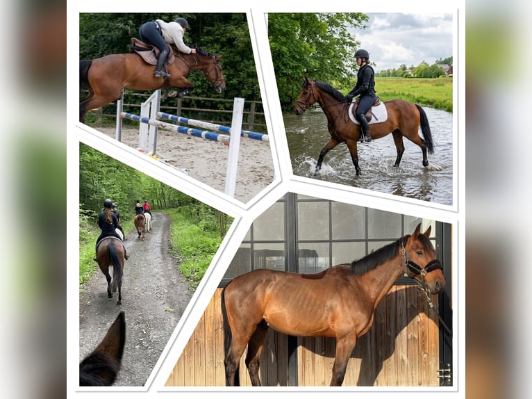 Zangersheider Gelding 10 years 16.1 hh Brown in Trooz