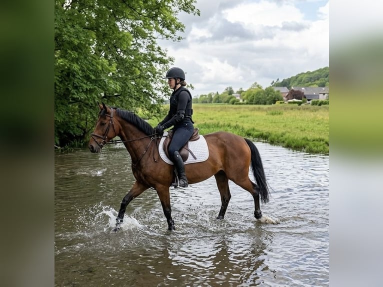 Zangersheider Gelding 10 years 16.1 hh Brown in Trooz