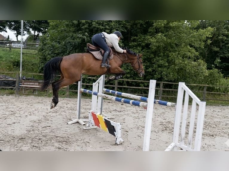 Zangersheider Gelding 10 years 16.1 hh Brown in Trooz