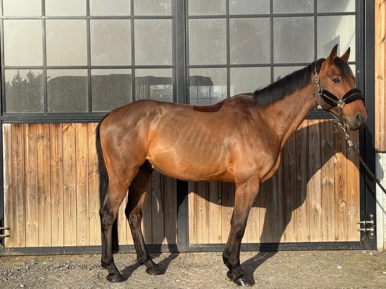 Zangersheider Gelding 10 years 16.1 hh Brown in Trooz