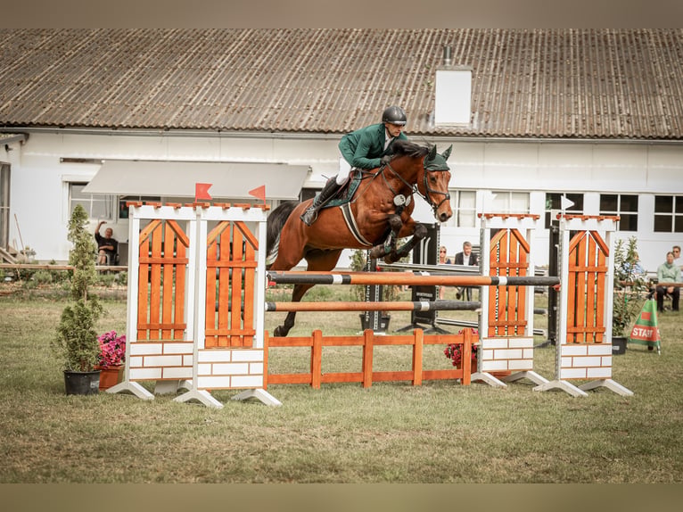 Zangersheider Gelding 10 years 16.2 hh Brown in Brest
