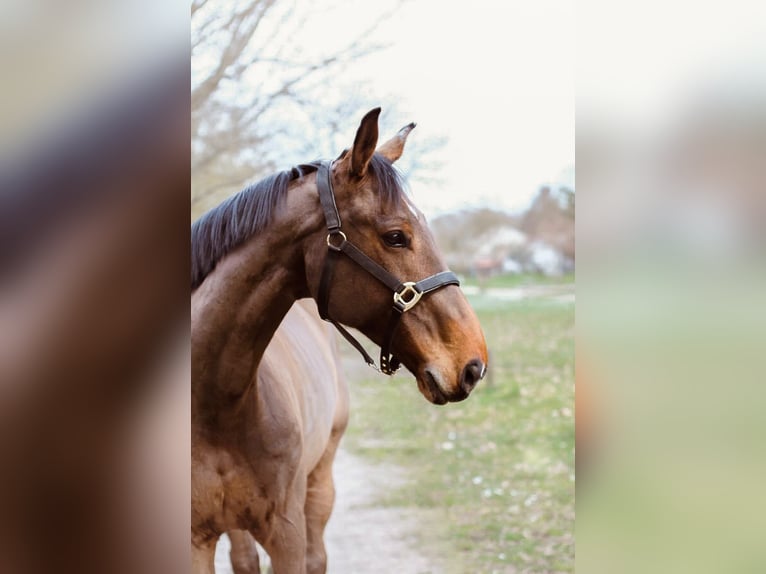 Zangersheider Gelding 10 years 16.2 hh Brown in Soisy-sur-Seine