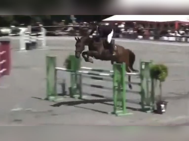 Zangersheider Gelding 10 years 16.2 hh Brown in Soisy-sur-Seine