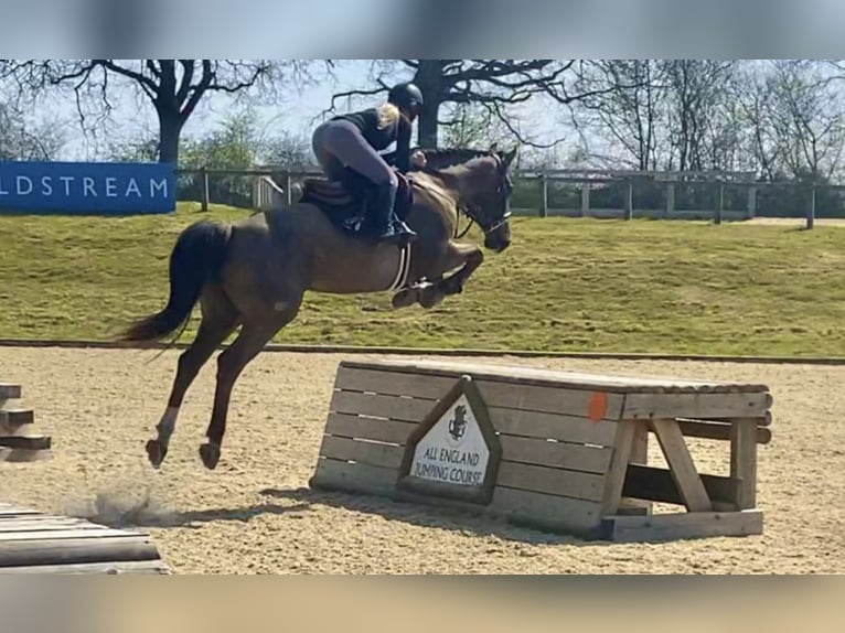 Zangersheider Gelding 10 years 16,2 hh in Canterbury