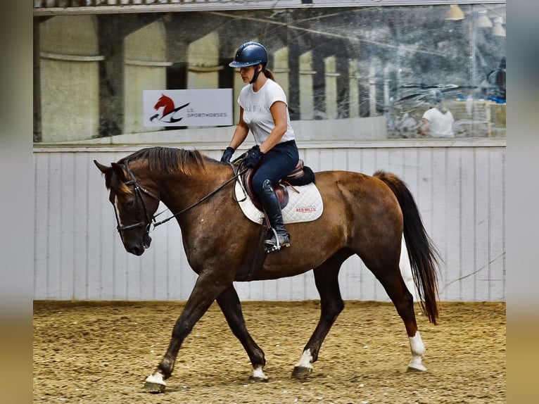 Zangersheider Gelding 10 years 16,2 hh in Canterbury