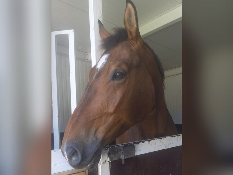 Zangersheider Gelding 10 years 16.3 hh Brown in Hohentengen