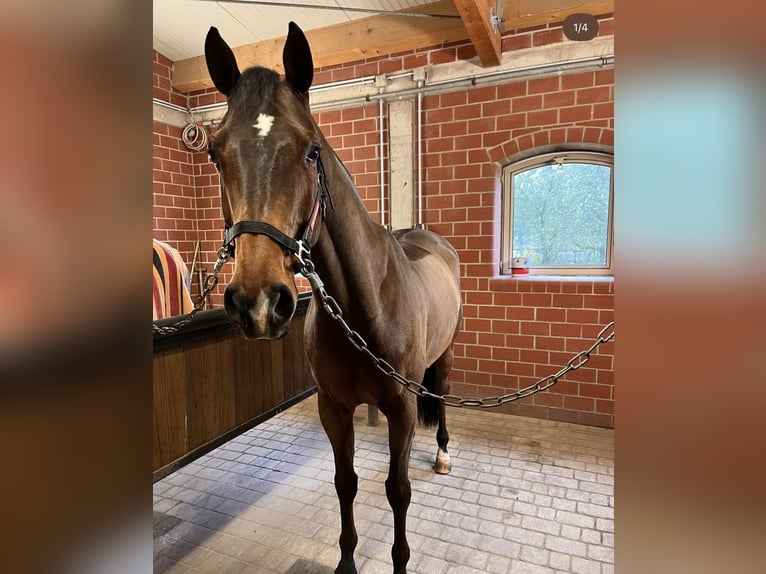 Zangersheider Gelding 10 years 16,1 hh Bay-Dark in Villeneuve-Loubet