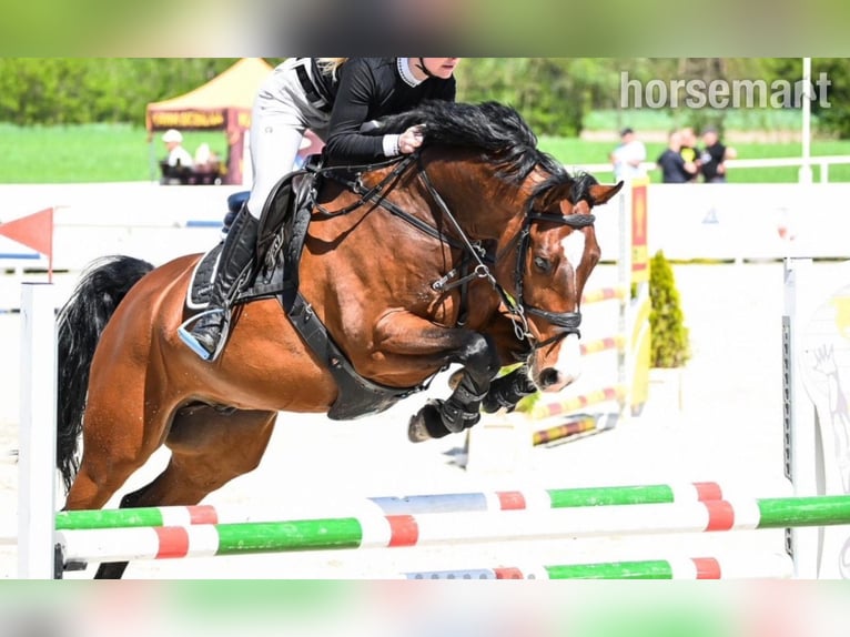 Zangersheider Gelding 10 years 16,2 hh Bay in Warshaw