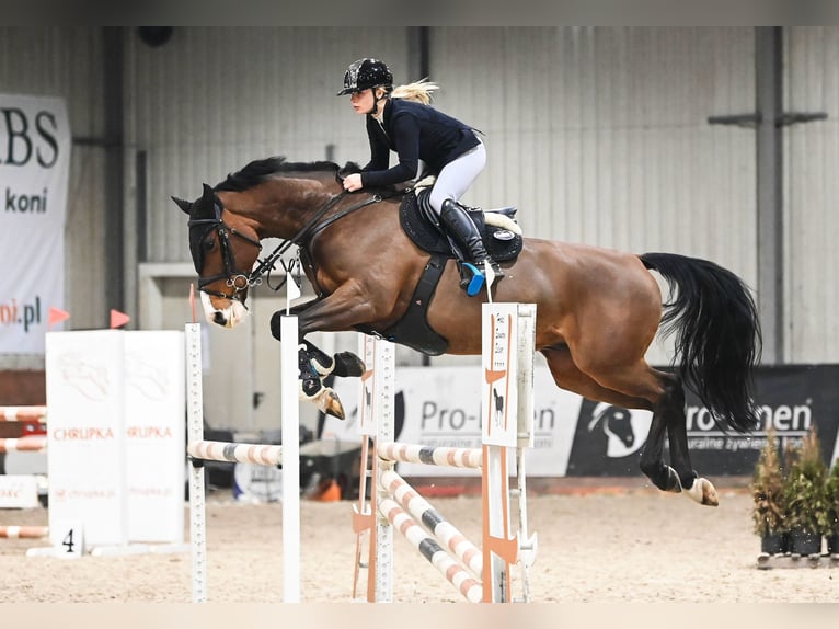 Zangersheider Gelding 10 years 16,2 hh Bay in SzczytnikiKórnik