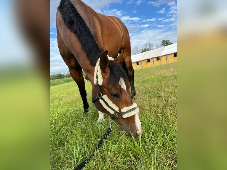 Zangersheider Gelding 10 years 16,2 hh Bay in SzczytnikiKórnik