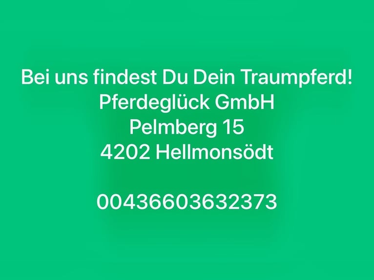 Zangersheider Gelding 10 years 16,2 hh Brown in Pelmberg