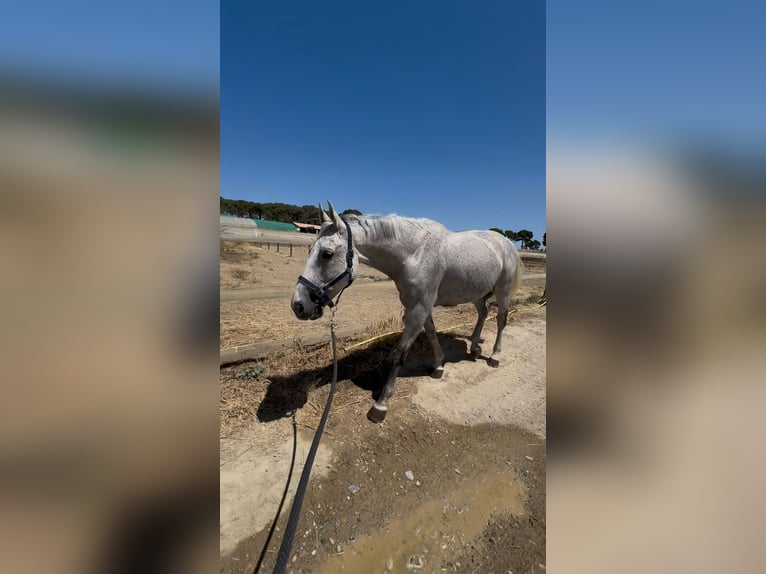 Zangersheider Gelding 10 years 16,2 hh Grey in Felletin