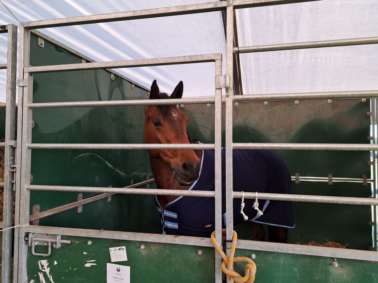 Zangersheider Gelding 10 years 16,3 hh Brown in Den Dungen