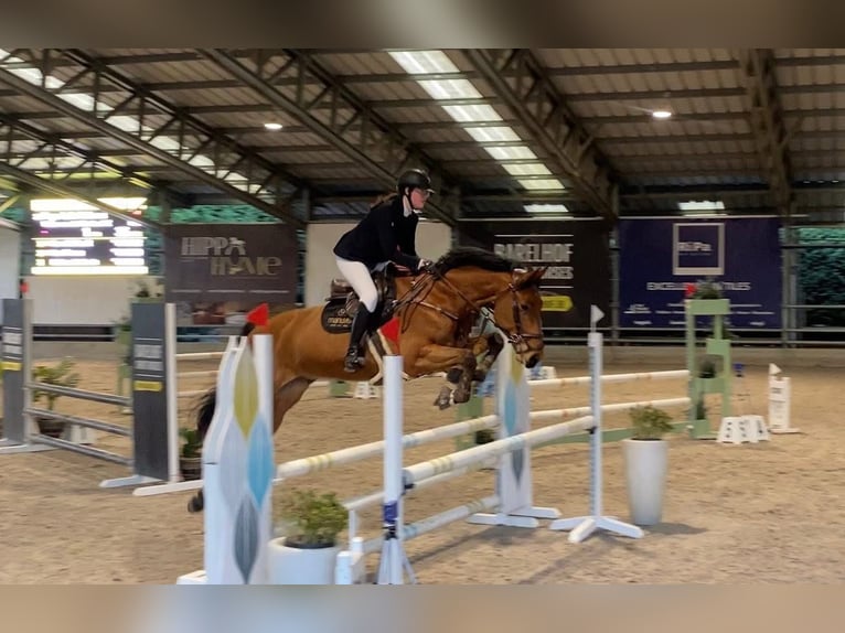 Zangersheider Gelding 10 years 17 hh Bay-Dark in Sint-Niklaas