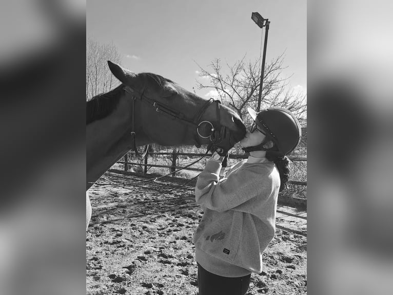 Zangersheider Gelding 10 years 17 hh Bay-Dark in Sint-Niklaas