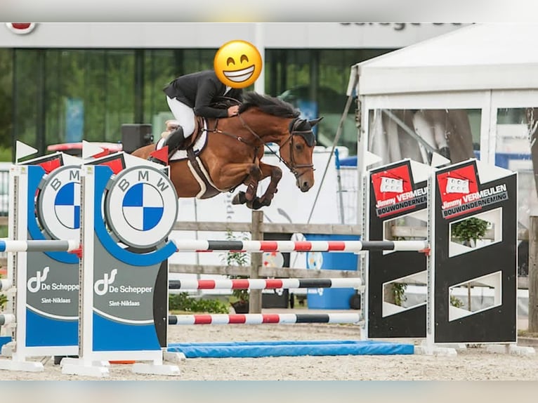 Zangersheider Gelding 10 years 17 hh Bay-Dark in Sint-Niklaas