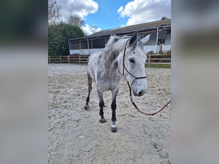 Zangersheider Gelding 10 years 17 hh Grey-Dapple in Overijse