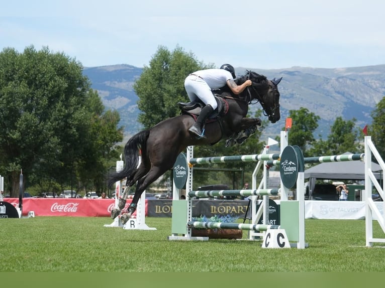 Zangersheider Gelding 10 years 17,1 hh Black in Madrid