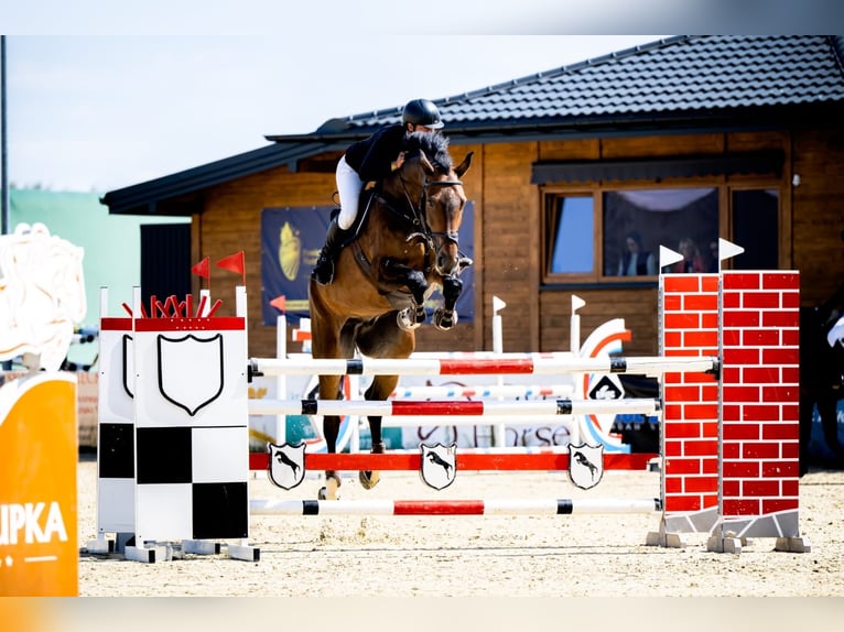 Zangersheider Gelding 10 years 18 hh Smoky-Black in Lubliniec