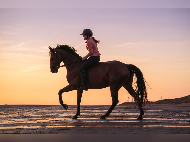 Zangersheider Gelding 11 years 16.1 hh Brown in Hendrik-Ido-Ambacht