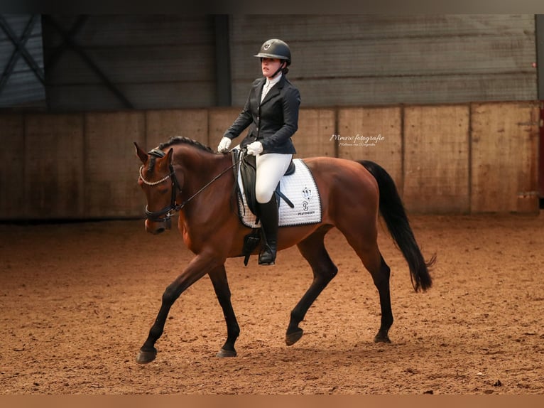 Zangersheider Gelding 11 years 16.1 hh Brown in Hendrik-Ido-Ambacht