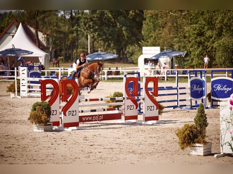 Zangersheider Gelding 11 years 16.1 hh Chestnut in Warszawa
