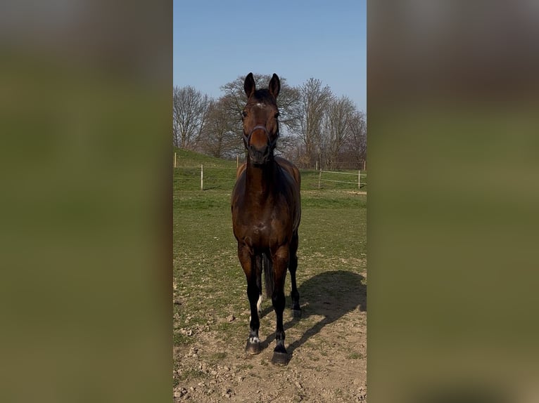 Zangersheider Gelding 11 years 16 hh Brown in Übach Palenberg