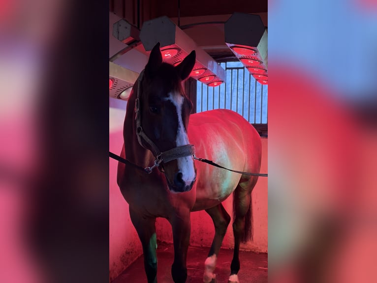 Zangersheider Gelding 11 years 16 hh Brown in Wien, Donaustadt