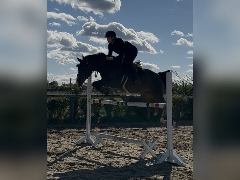 Zangersheider Gelding 11 years 16 hh Brown in Wien, Donaustadt